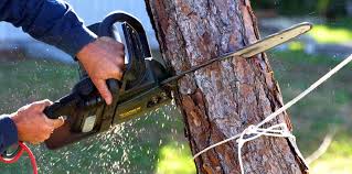 Reliable Eclectic, AL Tree Removal and Landscaping Services Solutions